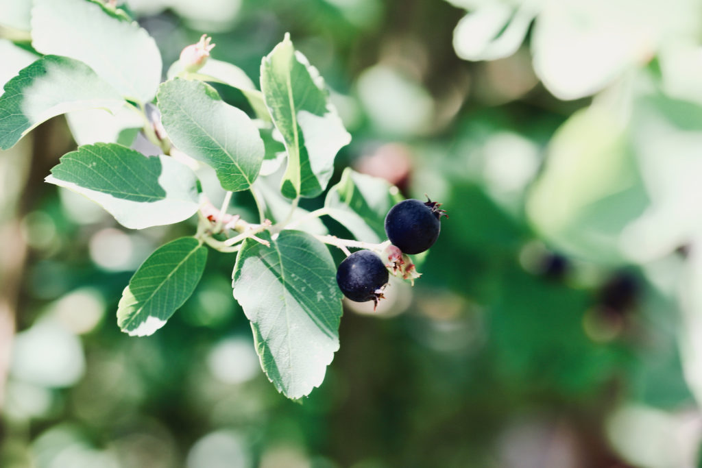 Curry Ketchup ganz ohne Zucker Echtes Kochen! zartbitter & zuckersüss
